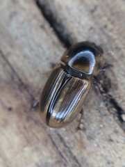 Labarrus cincticulus