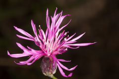 Crupina crupinastrum