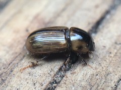 Labarrus cincticulus