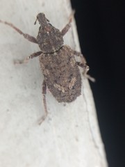 Listroderes difficilis