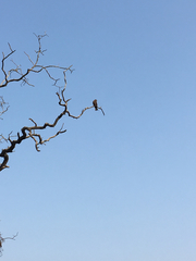 Milvus migrans