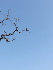 Milvus migrans