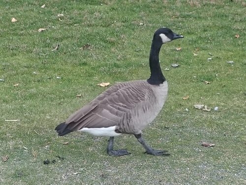 Canada Goose