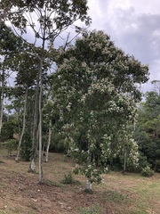 Ladenbergia oblongifolia