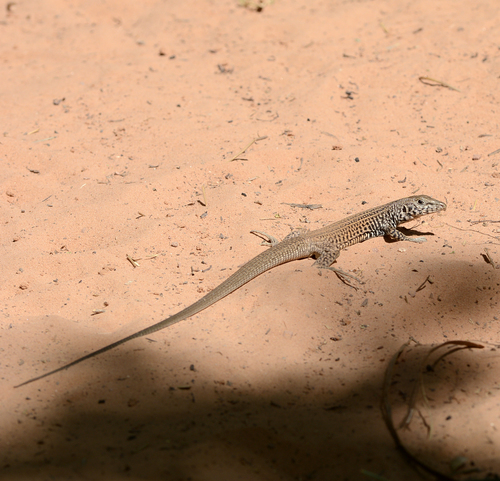 Western Whiptail, photo 9 of 10