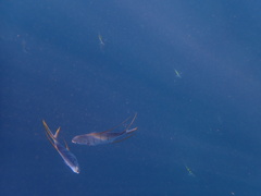 Trachinotus rhodopus
