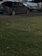 Nycticorax nycticorax