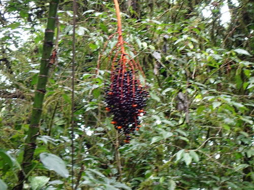 Chamaedorea woodsoniana