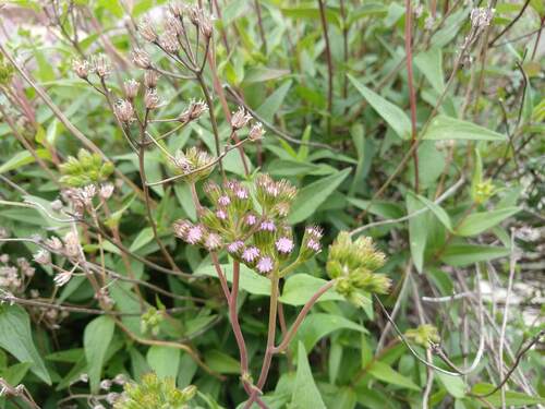 Ageratum corymbosum, photograph 4