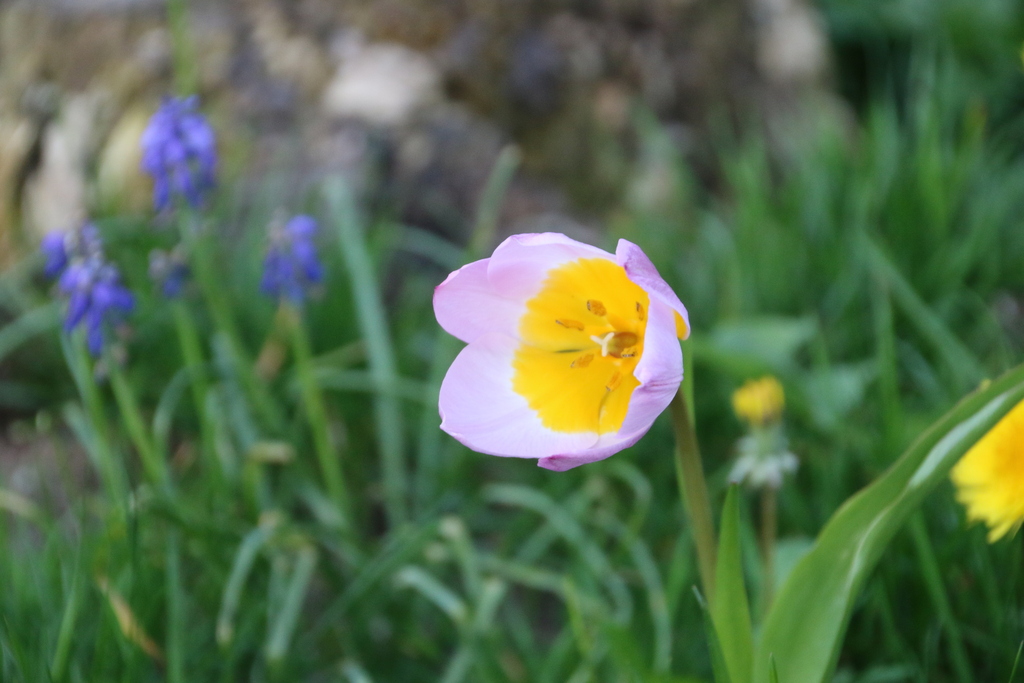 Tulipa saxatilis