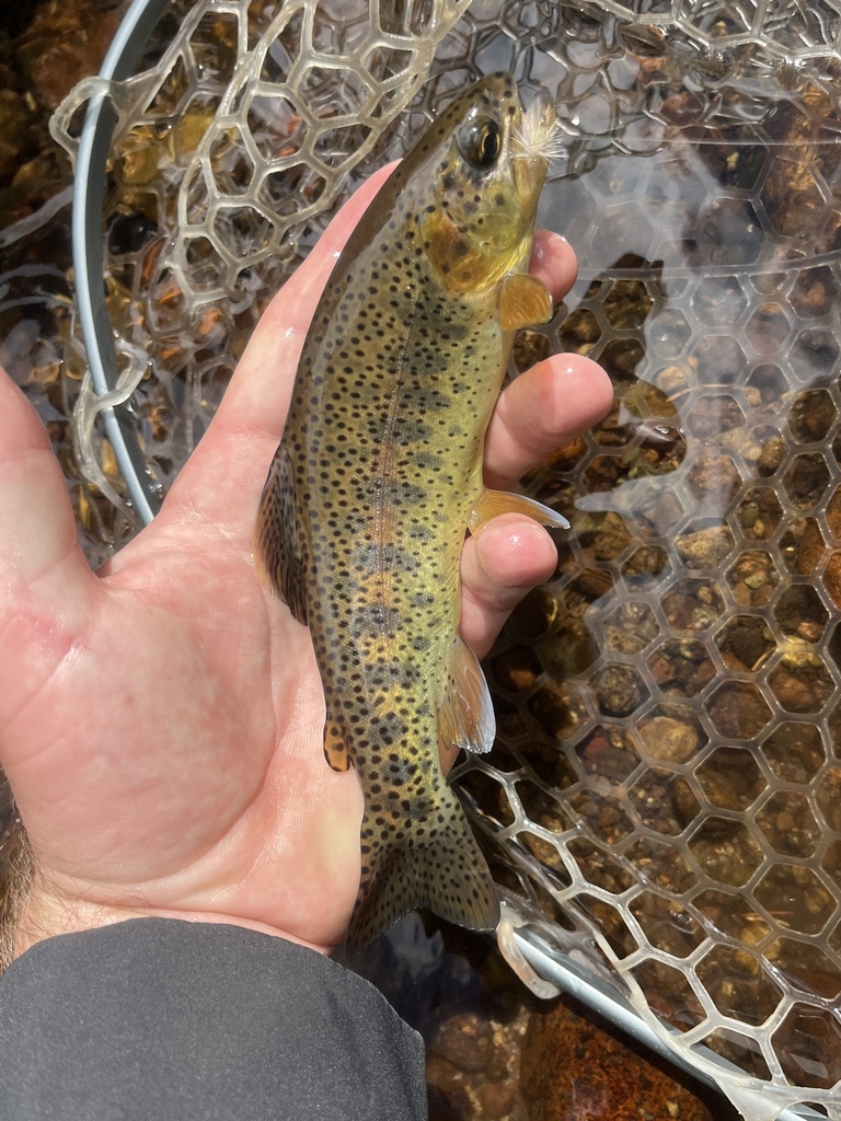 Apache × Rainbow Trout