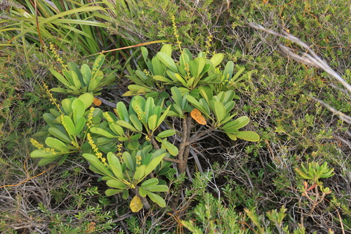 Soulamea muelleri observed 2025-09-18