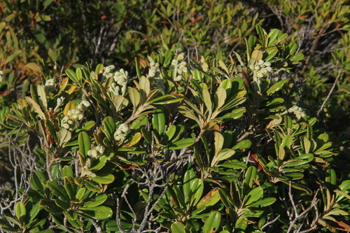 Hibbertia wagapii observed 2025-09-18