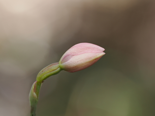 pink sun-orchid (Thelymitra carnea)
