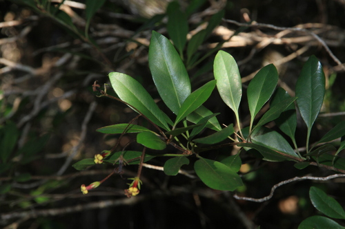 Pittosporum gracile observed 2025-09-18
