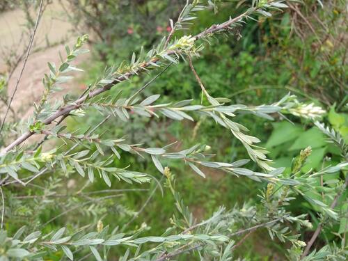 Salix taxifolia, photograph 2