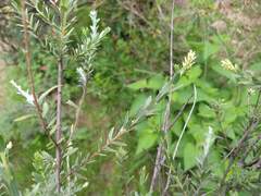 Salix taxifolia