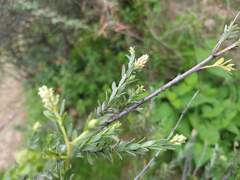 Salix taxifolia, photograph (c) Alexis López Hernández, some rights reserved (CC BY)