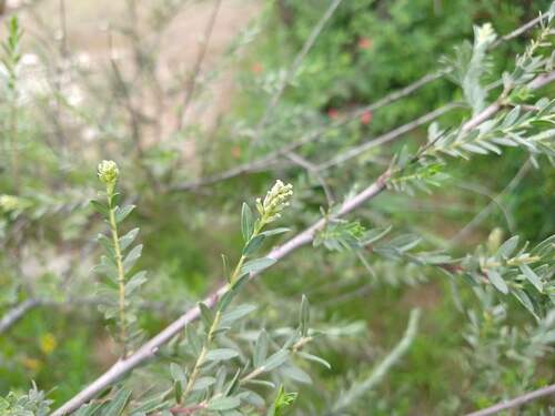Salix taxifolia, photograph 5