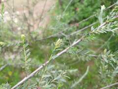 Salix taxifolia, photograph (c) Alexis López Hernández, some rights reserved (CC BY)