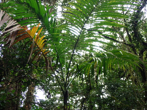 Chamaedorea woodsoniana, photograph 1