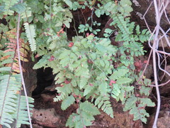 Rumohra adiantiformis