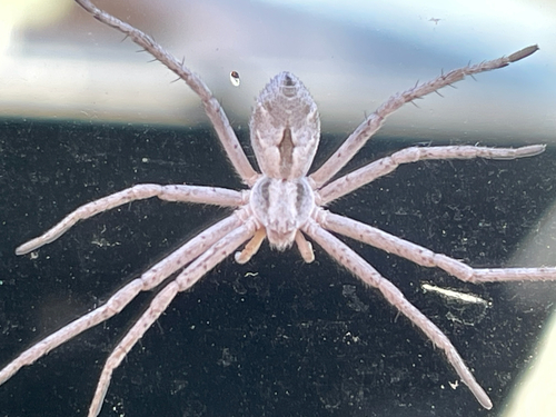 Attractive Running Crab Spider, Second Ave S, Okanogan, WA, US, photo 7 of 10