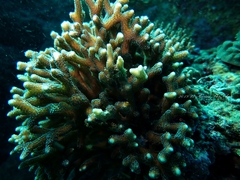 Seriatopora caliendrum
