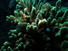 Seriatopora caliendrum