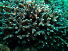Seriatopora