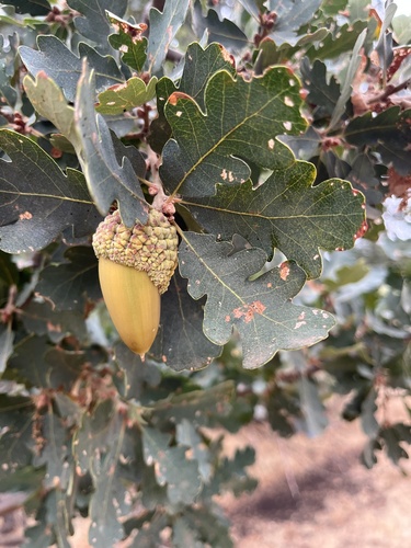 Blue oak fruiting