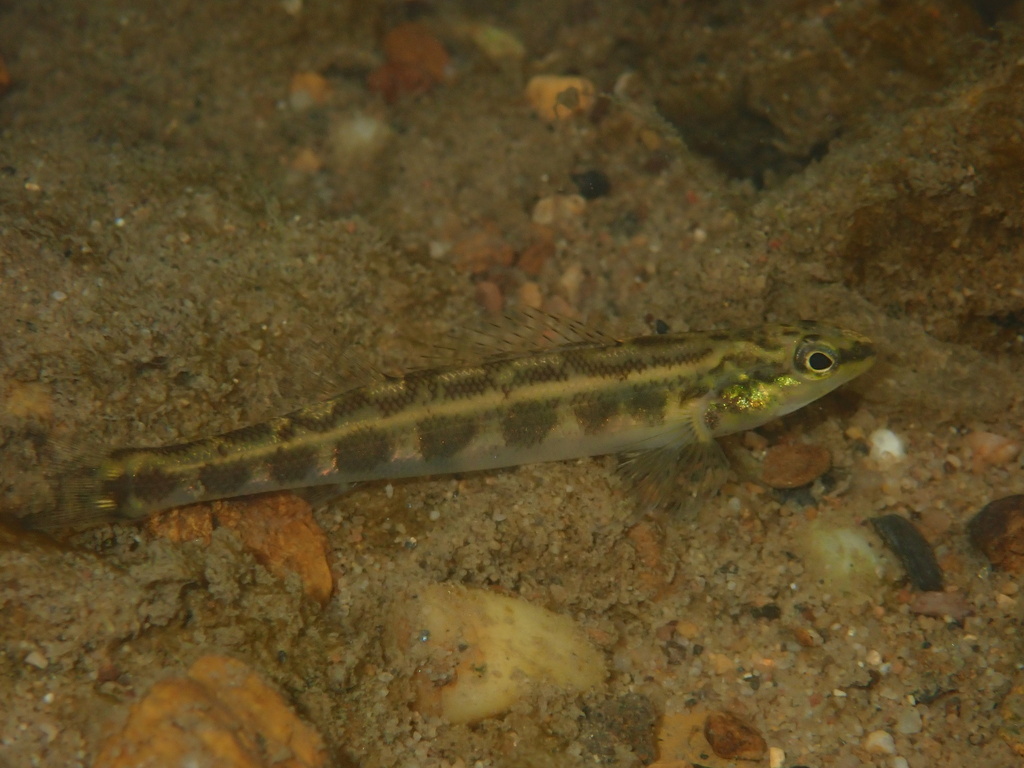 Goldline darter (Percina aurolineata) — Percidae