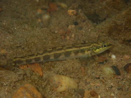 Goldline darter (Percina aurolineata) — Percidae