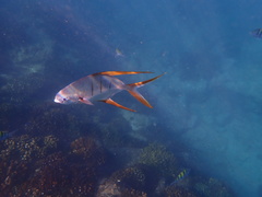 Trachinotus rhodopus