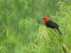 Amblyramphus holosericeus