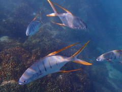 Trachinotus rhodopus