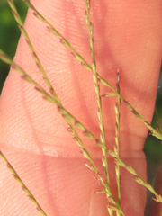 Leptochloa mucronata