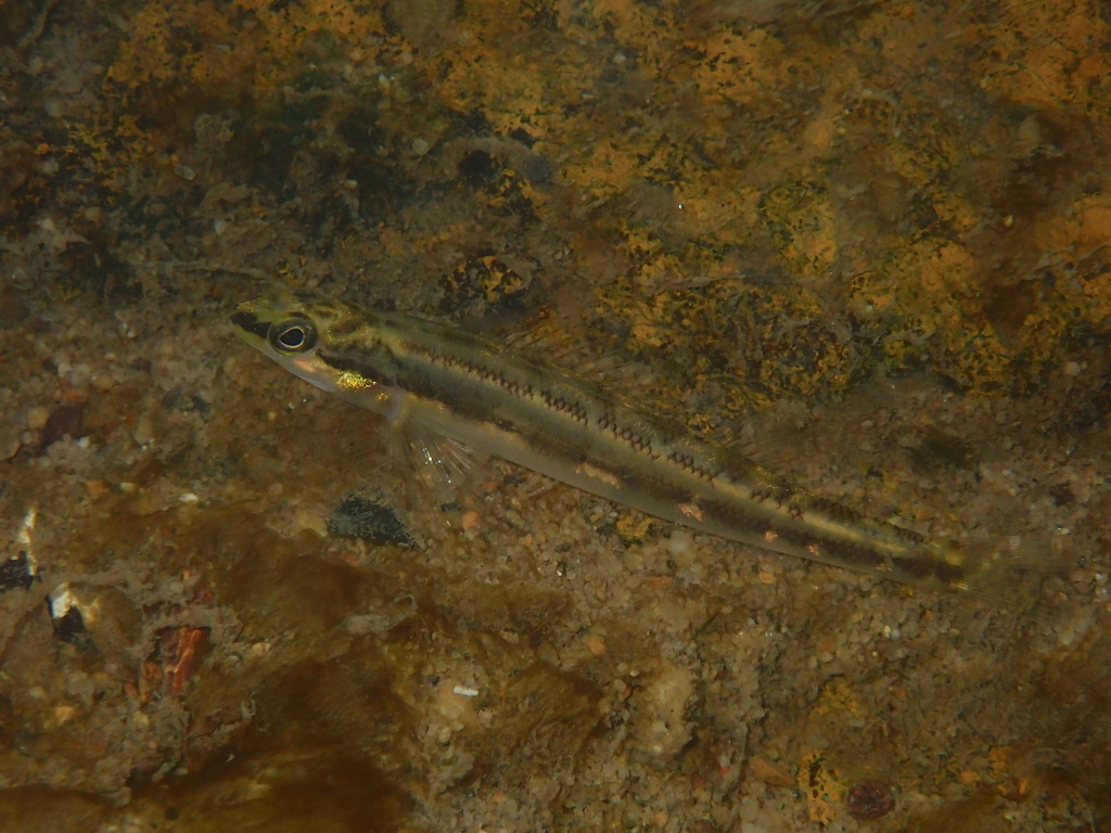 Goldline Darter