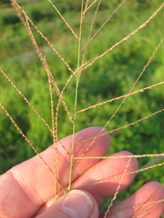 Leptochloa mucronata