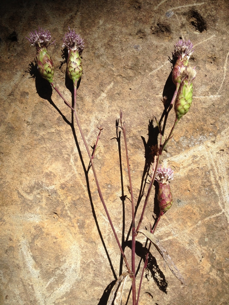 Acourtia michoacana