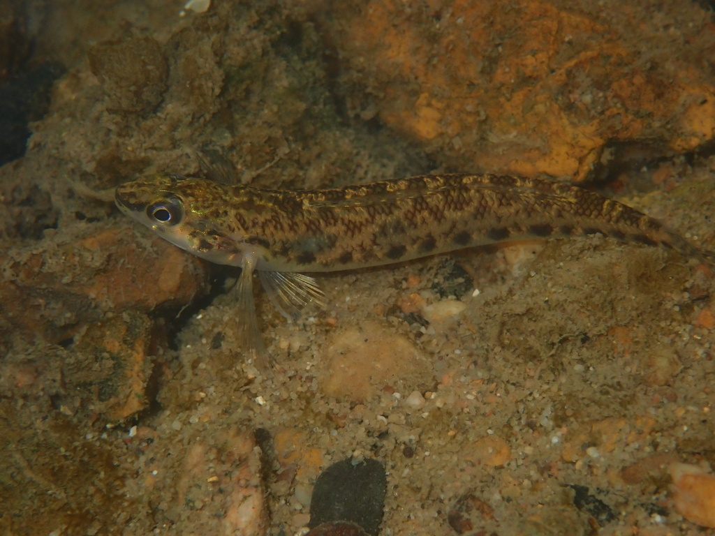 Coal Darter