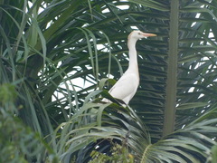 Bubulcus ibis