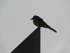 Tyrannus melancholicus