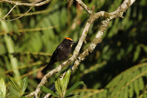 Flame-crested Tanager (Loriotus cristatus), photo 9