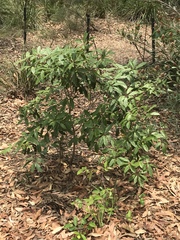Pittosporum undulatum