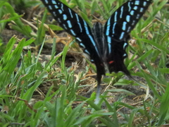 Graphium colonna