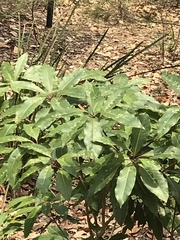 Pittosporum undulatum