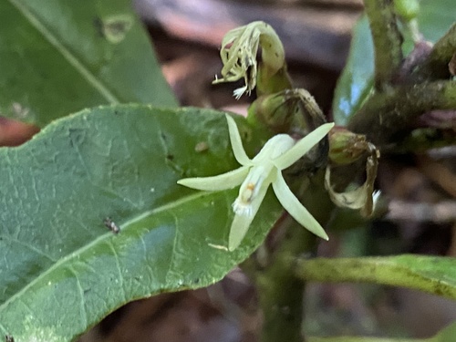 Cyanea floribunda observed 2025-10-14