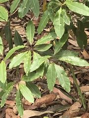 Pittosporum undulatum