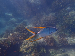 Trachinotus rhodopus